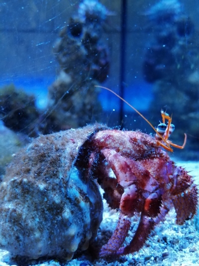 A really cute crab!